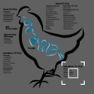 chicken gut microflora